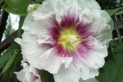 flower_0213