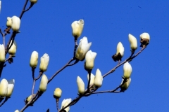 flower_0214