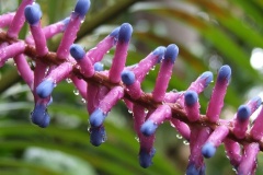 flower_0215