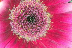 flower_0216