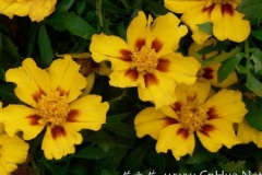 flower_0217