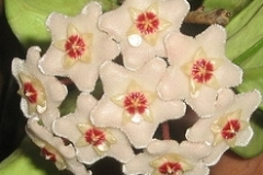 flower_0218