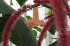flower_0219