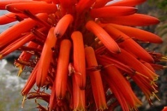 flower_0220