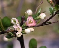 flower_0221