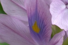 flower_0222