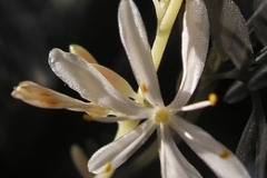 flower_0223