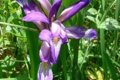 flower_0224