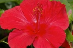 flower_0225