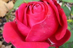 flower_0226