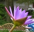 flower_0227
