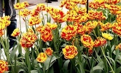 flower_0228
