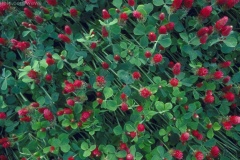 flower_0229