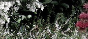 flower_0230