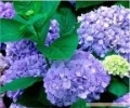 flower_0231
