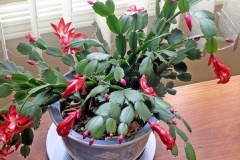 flower_0232