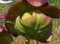 flower_0233