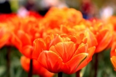 flower_0234