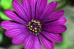 flower_0235