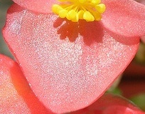 flower_0236