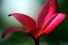 flower_0237