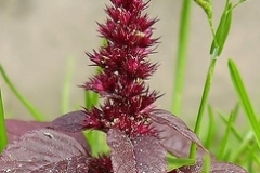 flower_0239