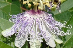 flower_0240