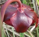flower_0241
