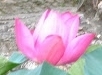 flower_0242