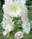 flower_0243