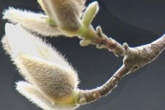 flower_0244