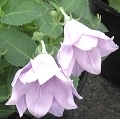 flower_0245