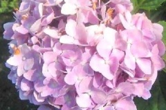 flower_0246