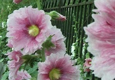 flower_0247
