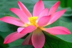 flower_0248