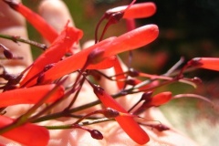 flower_0249