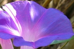 flower_0250