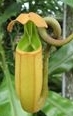 flower_0251