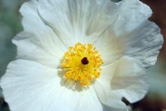 flower_0252