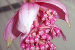 flower_0253