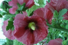 flower_0254