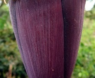 flower_0255