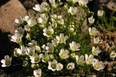 flower_0256
