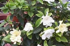 flower_0257