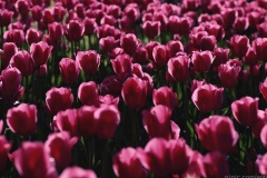flower_0258