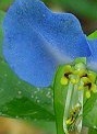 flower_0259