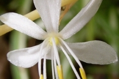 flower_0260