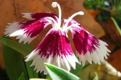 flower_0261
