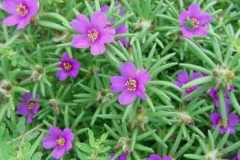 flower_0262