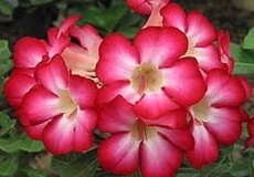 flower_0263
